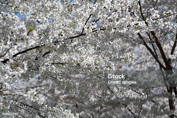 Masas De Cerezos En Flor Japonesa En Washington Dc Estados Unidos Foto de stock y más banco de imágenes de Belleza de la naturaleza