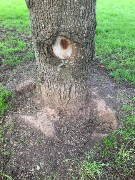istock Blue atlas cedar - Base of tree 1404526163