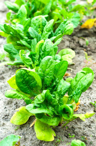 istock Growing lettuce on an agricultural field 1404526651
