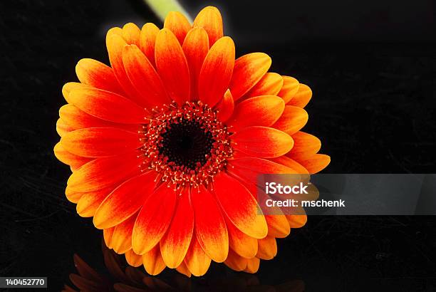 Foto de Um Gerber Em Preto e mais fotos de stock de Cabeça da flor - Cabeça da flor, Cor Preta, Figura para recortar