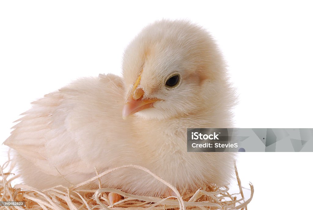 Детские Chick на ложе из соломки - Стоковые фото Весна роялти-фри