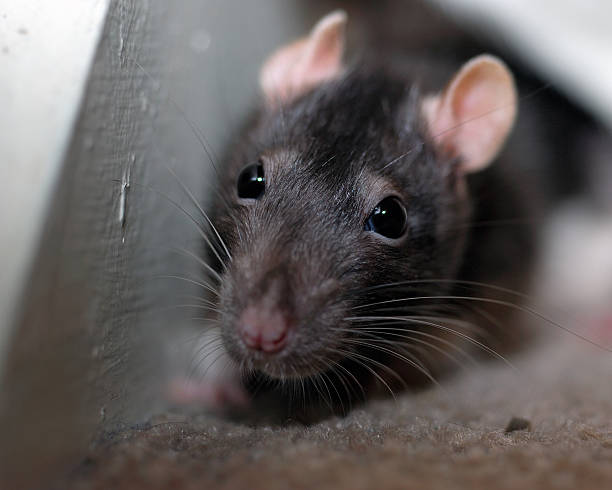 istock Pet rat hides in a stairwell 140452860