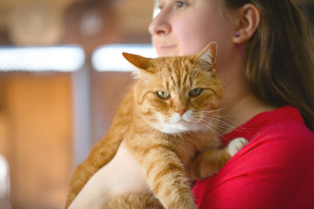 istock woman with british shorthair cat 1404528760