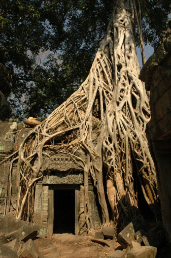 Overgrown tree roots at Cambodia temple Ta Prohm, Angkor