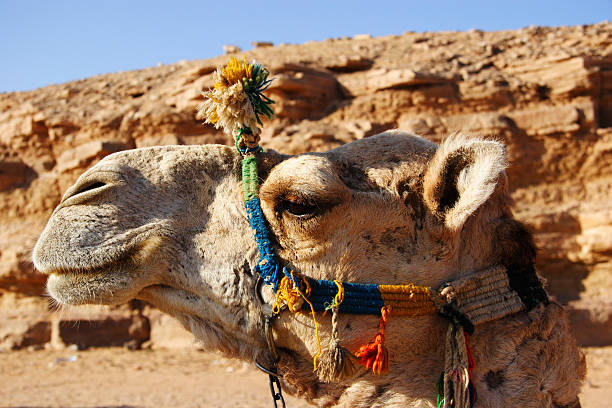 Camel Head Profile, Egypt stock photo