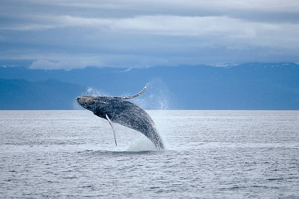 istock A whale jumping above the ocean 140453275