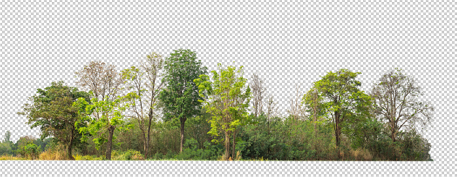 Árboles verdes aislados sobre fondo blanco. son bosque y follaje en verano tanto para impresión como para páginas web con ruta cortada y canal alfa photo
