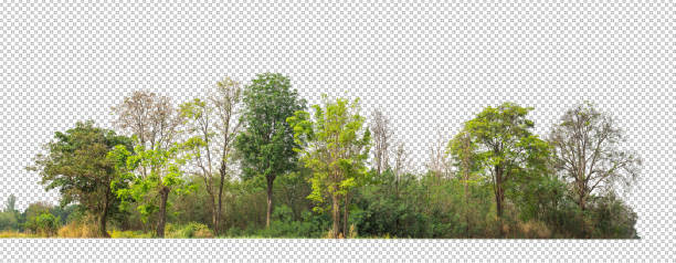 alberi verdi isolati su sfondo bianco. sono foresta e fogliame in estate sia per la stampa che per le pagine web con percorso tagliato e canale alfa - alberato foto e immagini stock