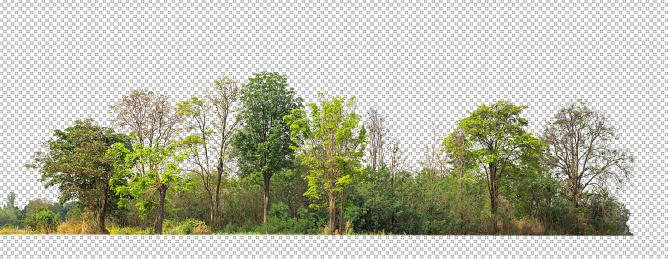 Green Trees isolated on white background. are Forest and foliage in summer for both printing and web pages with cut path and alpha channel