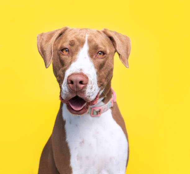 istock studio shot of a cute dog on an isolated background 1404533544