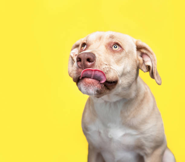 istock studio shot of a cute dog on an isolated background 1404533655