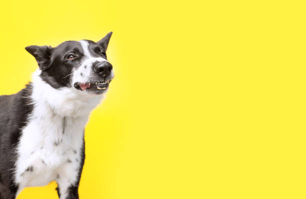 istock studio shot of a cute dog on an isolated background 1404533658