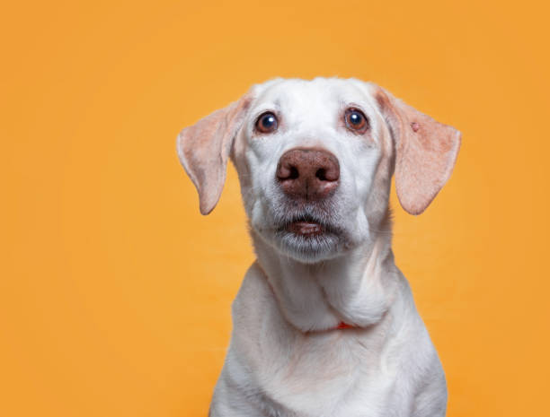 istock studio shot of a cute dog on an isolated background 1404534725