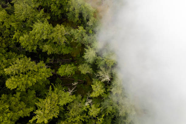 istock Aerial view of a misty forest 1404535147