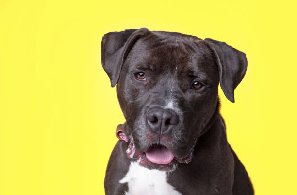 istock studio shot of a cute dog on an isolated background 1404535155