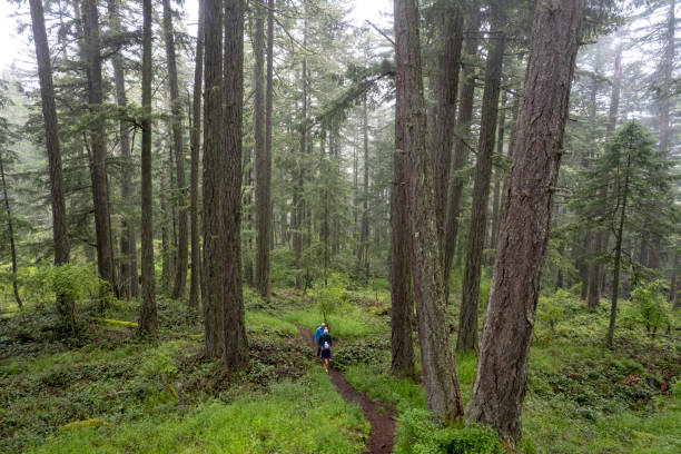 istock Family hiking in nature 1404535191