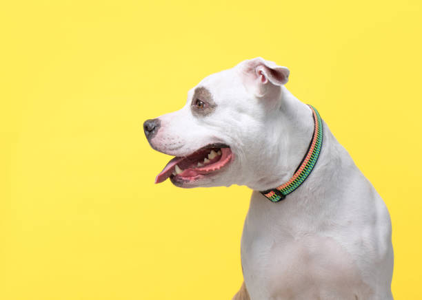 istock studio shot of a cute dog on an isolated background 1404535284