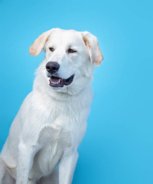istock studio shot of a cute dog on an isolated background 1404535290