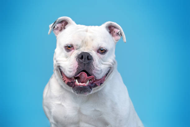 1,700+ American Bully Dog Stock Photos, Pictures & Royalty-Free Images - iStock | American pit bull terrier, Pit bull 1,700+ American Bully Dog Stock Photos, Pictures & Royalty-Free Images - Istock | American Pit Bull Terrier, Pit Bull