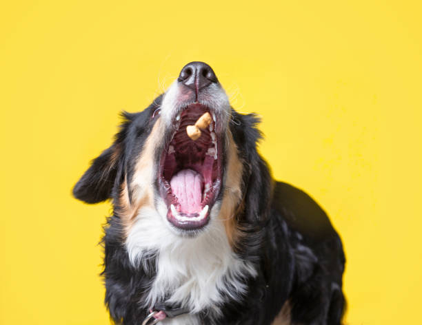 istock studio shot of a cute dog on an isolated background 1404535961