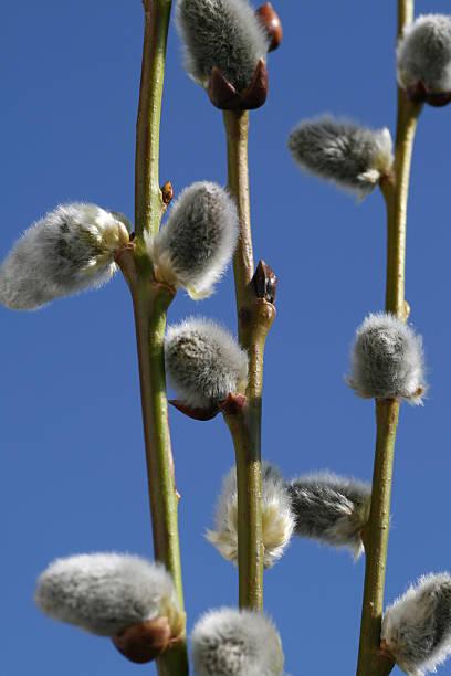 catkins – zdjęcie