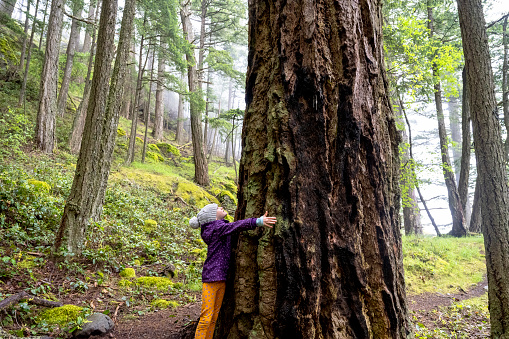 Environmental conservation and nature themes. Protecting old growth forests in British Columbia.