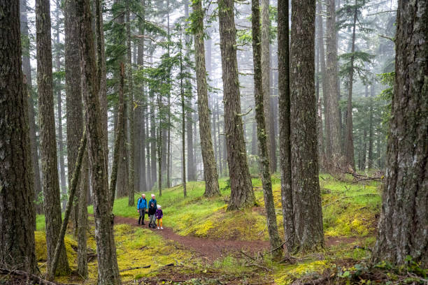 istock Family hiking in nature 1404536186