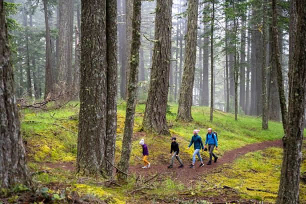 Family hiking in nature Hiking in the Pacific Northwest. Moody hike in the forest. Family living an active and healthy lifestyle. pacific northwest region stock pictures, royalty-free photos & images
