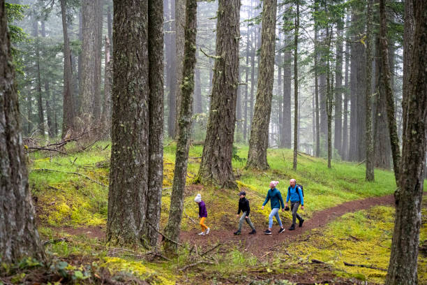 rodzinne wędrówki na łęce - british columbia rainforest forest canada zdjęcia i obrazy z banku zdjęć