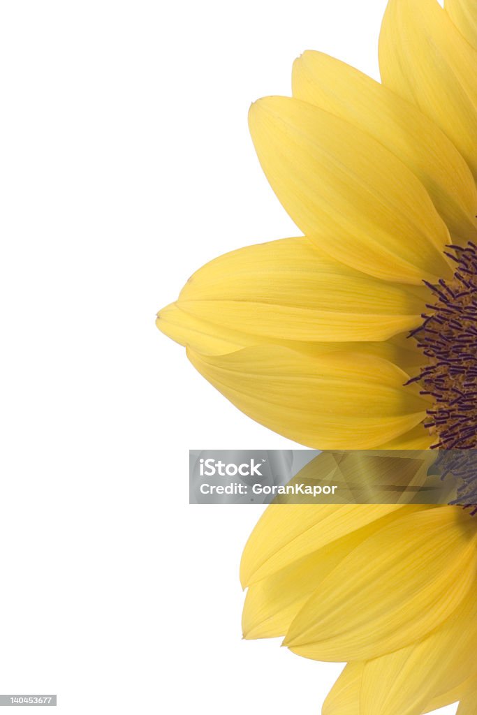 Close-up de um girassol - Foto de stock de Amarelo royalty-free