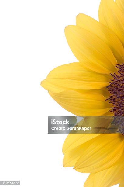 Foto de Closeup De Um Girassol e mais fotos de stock de Amarelo - Amarelo, Botânica - Assunto, Branco