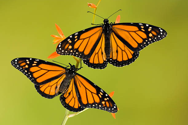 istock Two monarch butterflies on orange flower 140453684