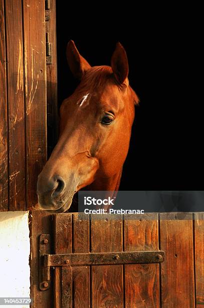 Horse Portrait Stock Photo - Download Image Now - Affectionate, Animal, Animal Body Part