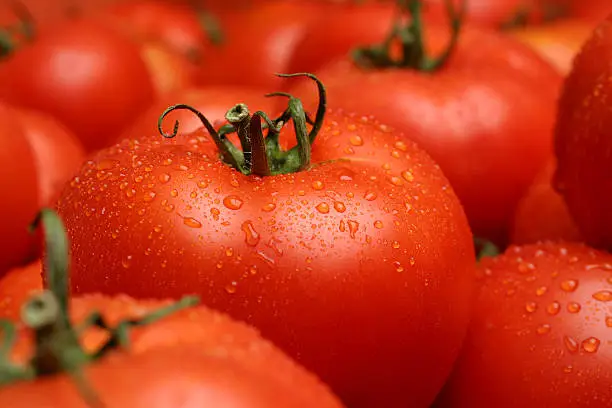 Photo of Fresh tomatoes