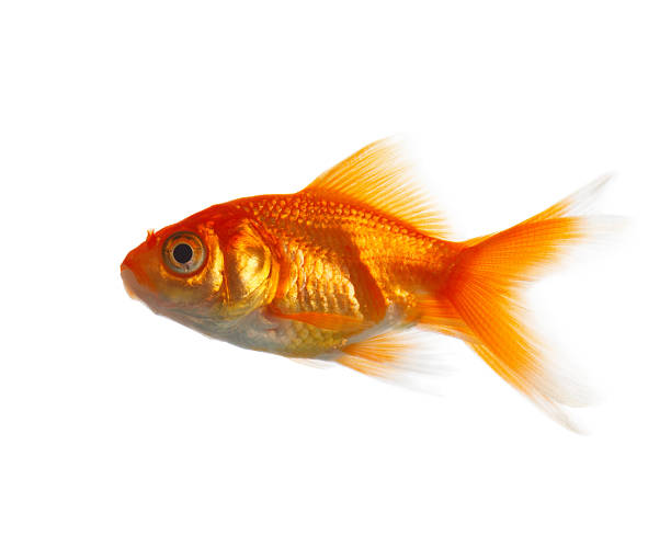 istock Close-up of a Goldfish 140453765