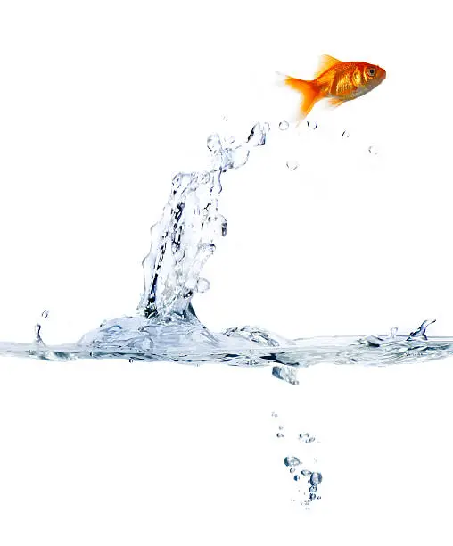 Photo of Goldfish leaping out of water