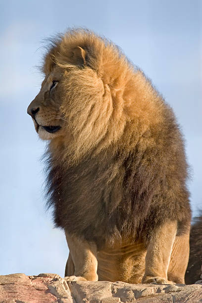 istock King of the beasts 140453832