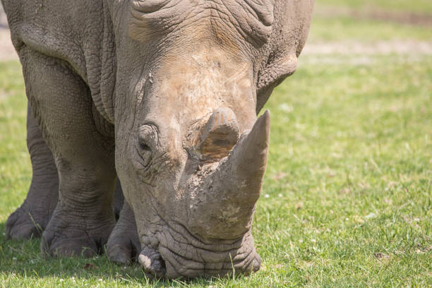 istock A rhino is eating grass at nature 1404538322