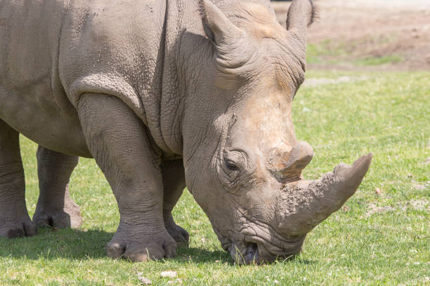 istock A rhino is eating grass at nature 1404538983