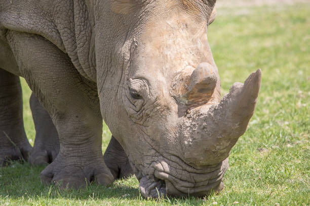 istock A rhino is eating grass at nature 1404538984