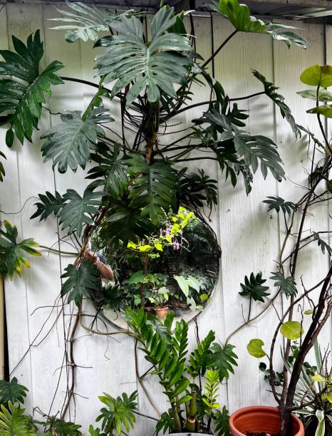 Philodendron plant climbing on white wall stock photo