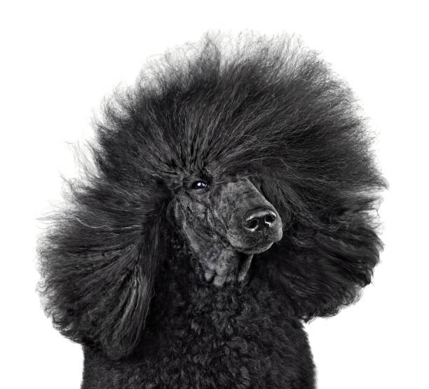 istock Poodle with blowing hair 1404539403