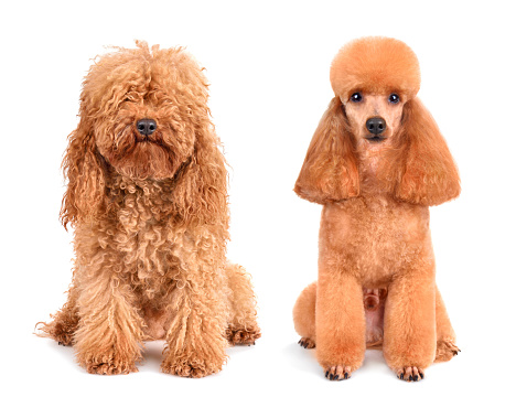 Apricot toy poodle before and after grooming isolated on a white background