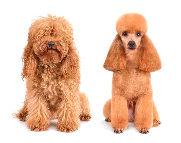 Dog before and after grooming Apricot toy poodle before and after grooming isolated on a white background poodle color image animal sitting stock pictures, royalty-free photos & images