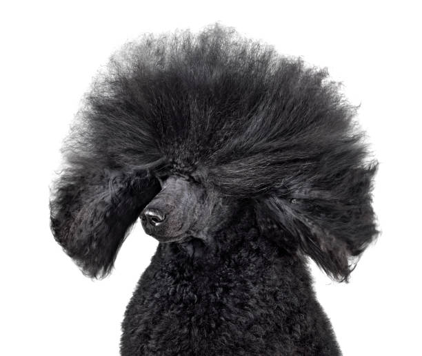 istock Poodle with blowing hair 1404539412