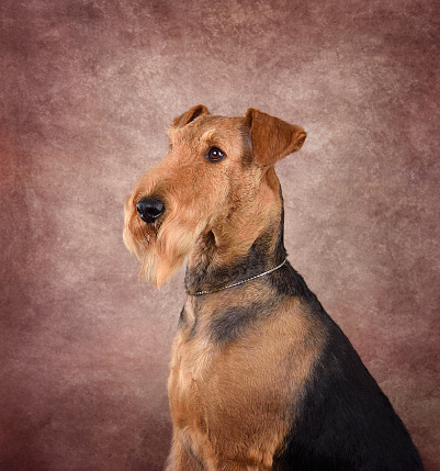 Portrait of nice Airedale Terrier sitting on a beige background