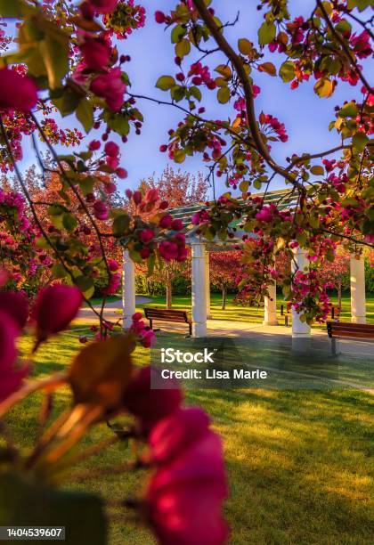 Pink Spring Flowers Framing A Calgary Park Stock Photo - Download Image ...