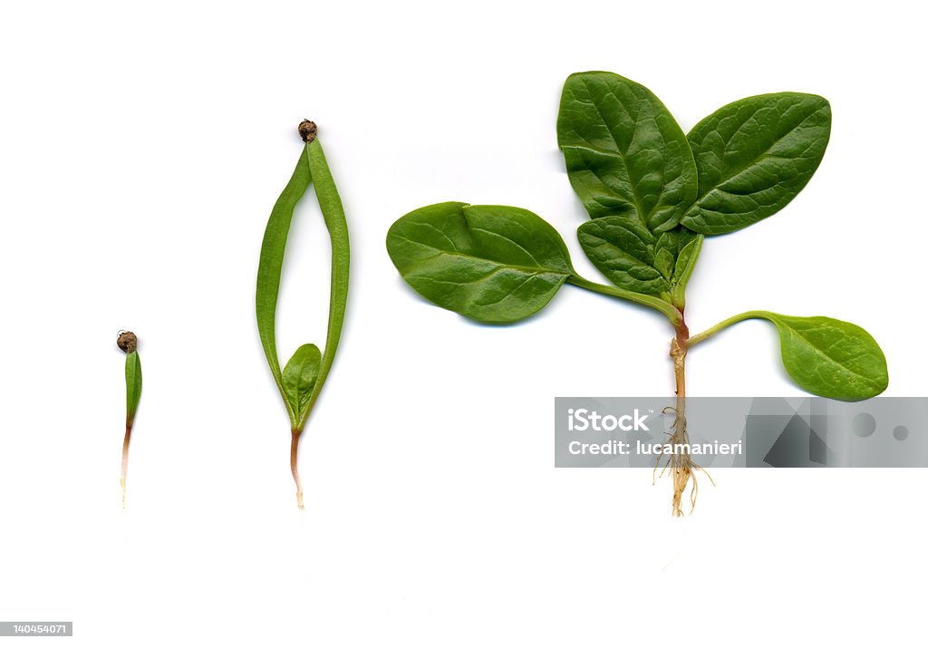 Phasen der Wachstums - Lizenzfrei Pflanze Stock-Foto