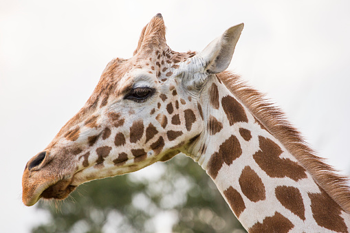 The giraffe is a tall African hoofed mammal belonging to the genus Giraffa. It is the tallest living terrestrial animal and the largest ruminant on Earth.