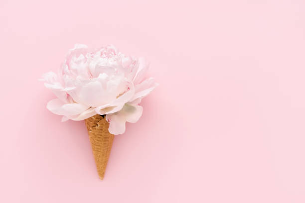 istock Pink peony in waffle ice cream cone on a pink background. Summer concept 1404541900